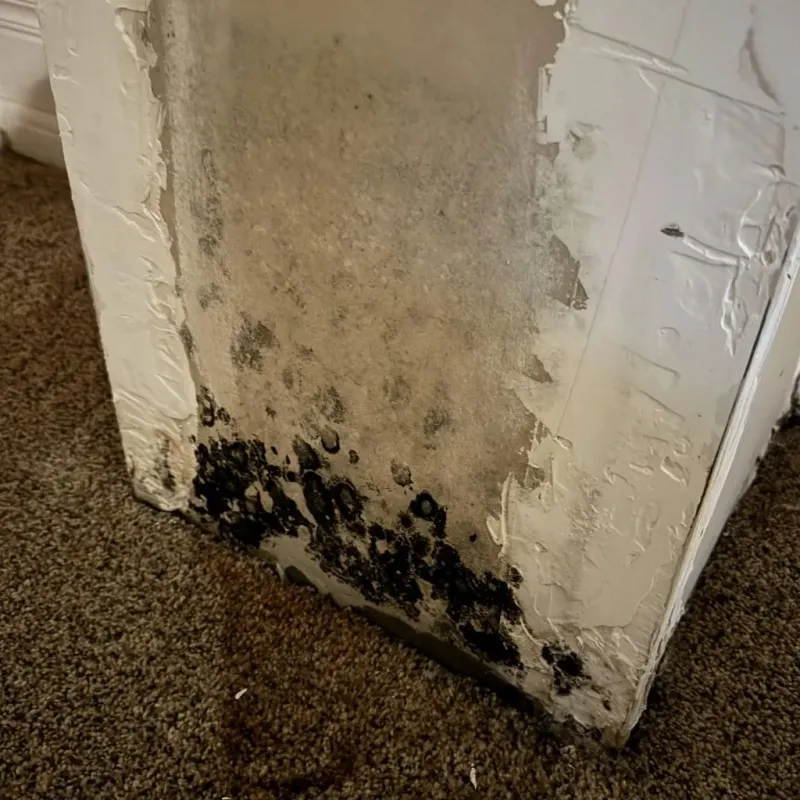 Professional Mold Removal in Clendenin, WV